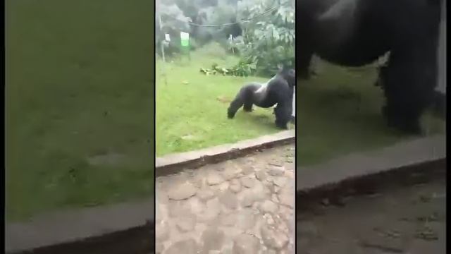 Ходячий броневик🤣