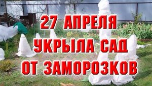 27 апреля. Защищаю растения от заморозков