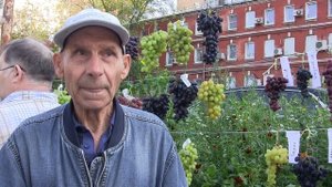 5-я клубная выставка винограда в Аптекарском огороде М