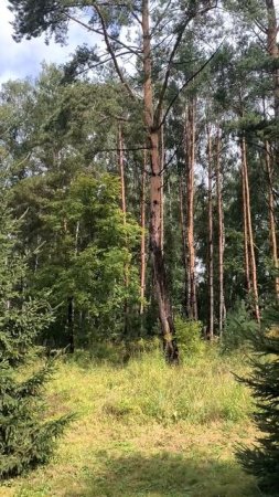 Ели и сосны в парке
