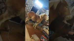 цыганский видео город Брянск