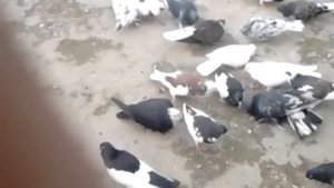 Голуби разных пород.