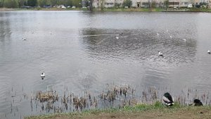 Чайки оккупировали пруд. До чего же шумные птицы, мешают уткам спать.