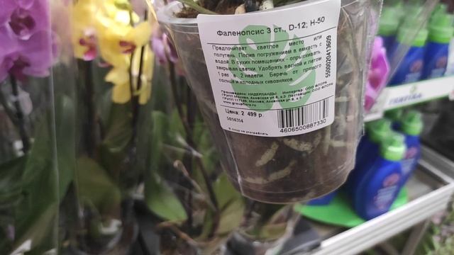 Орхидеи Phalaenopsis Limelight