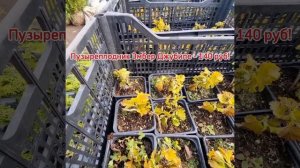 Новое поступление растений в контейнере П9. Очень низкие цены в питомнике Фавн!