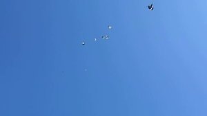 Николаевские голуби Драганова.Виталия.
