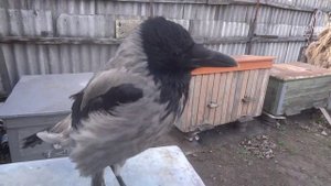 У вороны беда//Ждём новых птиц// Как подрезать птицам крылья?