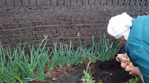 ЭХ, ЛУК ЛУЧОК(супер метод)