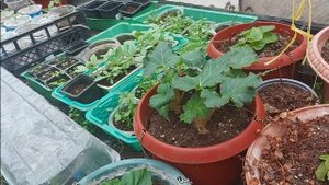 Как сохранить клубневые бегонии зимой