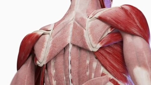 Грудопоясничная Фасция и Кисть Руки...(3D-анимация)