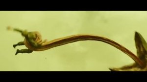 Атака Черепозавра   Конг  Остров Черепа 2017