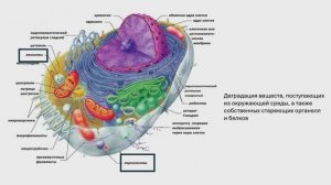 Курс Современной Патологии. Клетка как единица здоровья и болезни. Часть 2. Функции клетки.