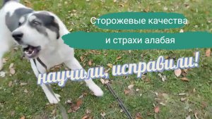 Охраняет, но не нападает. Среднеазиатская овчарка. Алабай