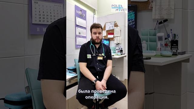 Клинический случай из ВЦ Polivet. Бородатая агама.