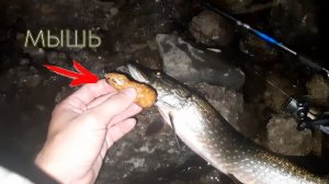 Рыбалка на спиннинг. ЩУКА НА  МЫШЬ ночью. р.Каква