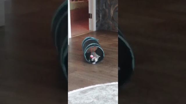 Кошечка