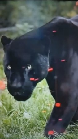 Чёрная Пантера и Леопард😮#Shorts