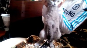 Шок!!!у кошки большой писюн!!!!