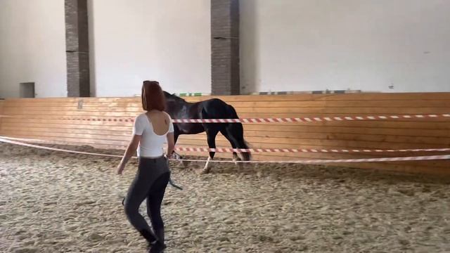 |Новый дом Бастона| смотреть онлайн