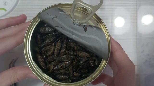 пробуем КОНСЕРВЫ ДЛЯ ЭУБЛЕФАРОВ! смотреть онлайн