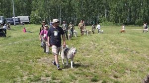 Охотничья ВСЕРОССИЙСКАЯ (РОРСовская)выставка лаек в Тюмени.