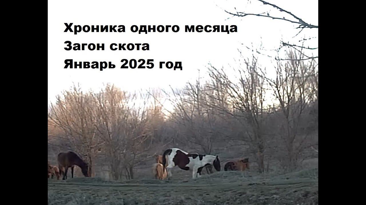 Хроника одного месяца - январь 2025 смотреть онлайн