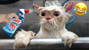 Приколы с котами! Смешные коты - Самые смешные животные С ОЗВУЧКОЙ! Ржака!!