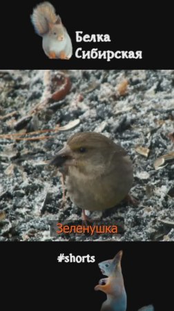 Чиж и зеленушка под апрельским снегопадом