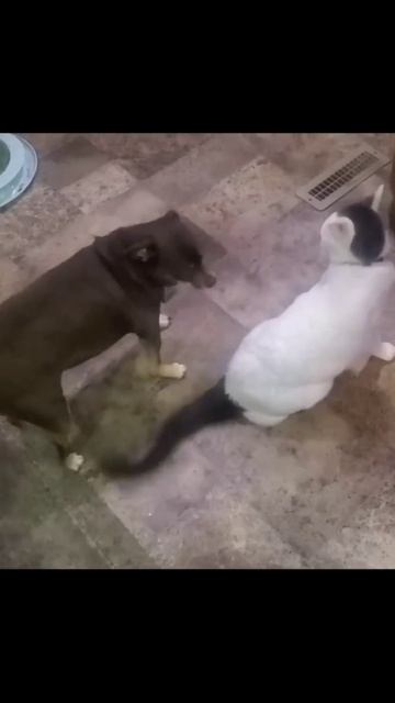 Котики (39)