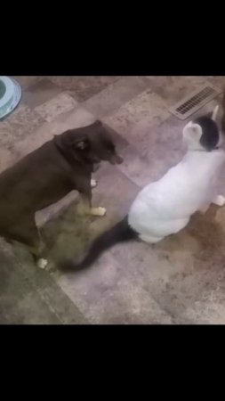 Котики (39)