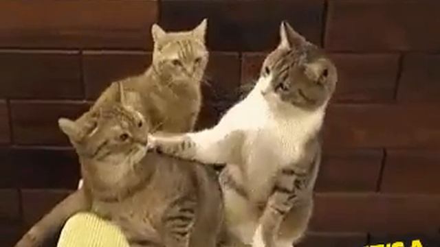 "-ой прости"Я убью тебя ублюдок😂😂😂 смотреть онлайн