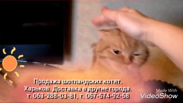 Кошка Апельсинка просит,чтобы ее погладили