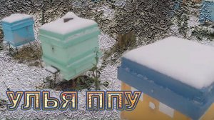 Покупка и полный обзор пчеловода ульев ППУ, как проходит зимовка в них, всё подробно