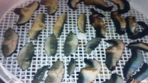 Грибы сушеные