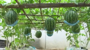 Оригинальный способ выращивания арбузов