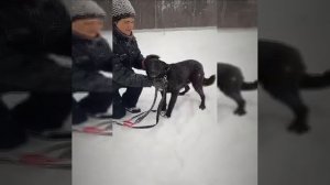 Красивый, спокойный Джеймс все еще ждет своего хозяина!