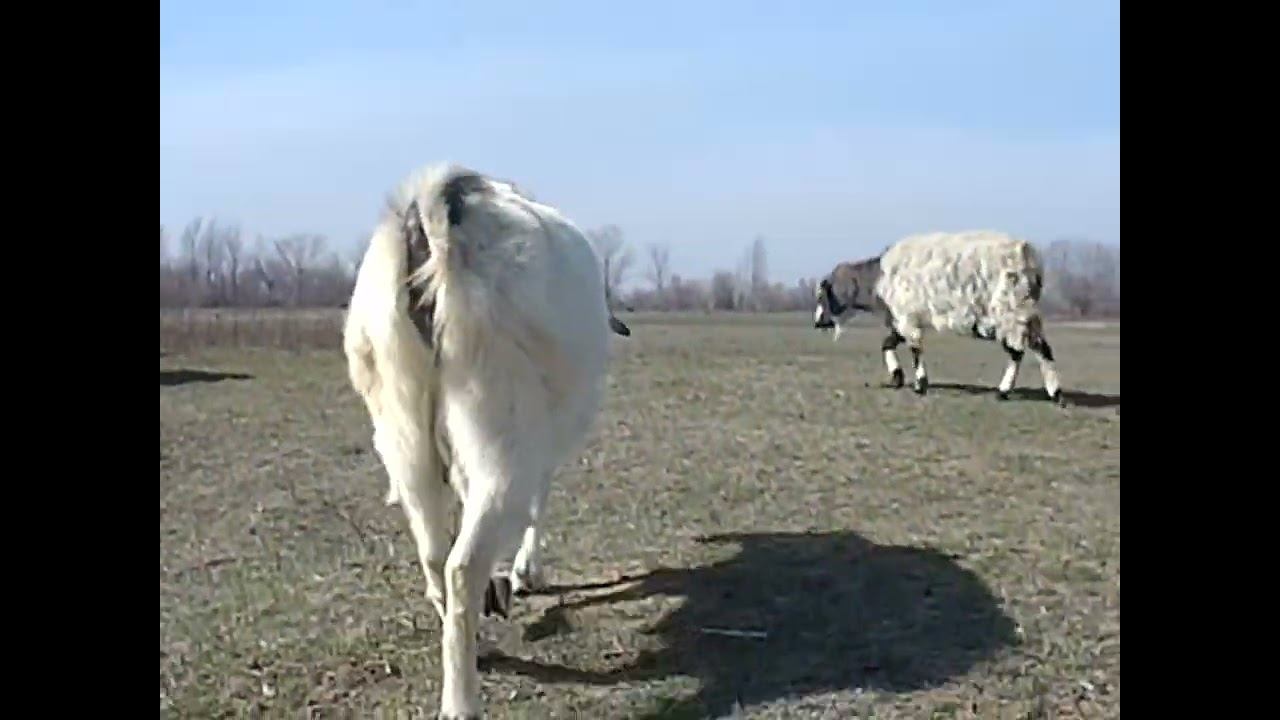 15.03.2025 ЧТО ДЕЛАТЬ? : ЛПХ В ОПАСНОСТИ смотреть онлайн