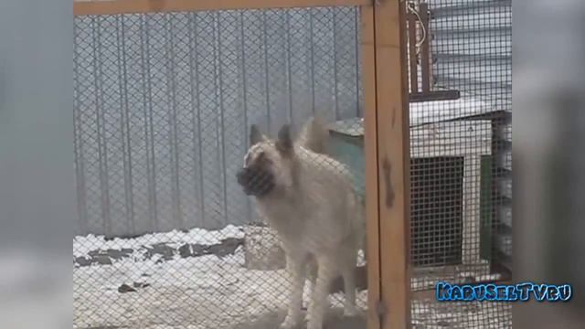 Самое смешное видео ютюба,приколы,смех до слез.7