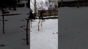 Ездили с друзьями на выставку голубей в Луганск.