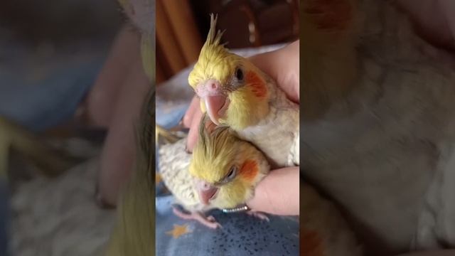 Мои ласковые и нежные птенцы