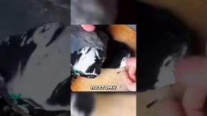 Ролик видеомонтажа, интересный!