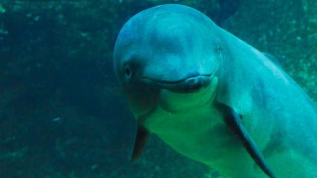 JACK: The Harbour Porpoise смотреть онлайн