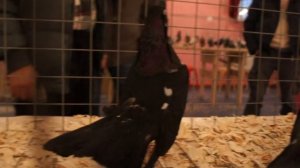 Мордовские чернорябые на выставке голубей 2017.г.АЛЕКСАНДРОВ