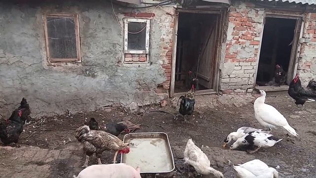 Маринованные огурчики,  рецепт   вкуснее не  придумаешь