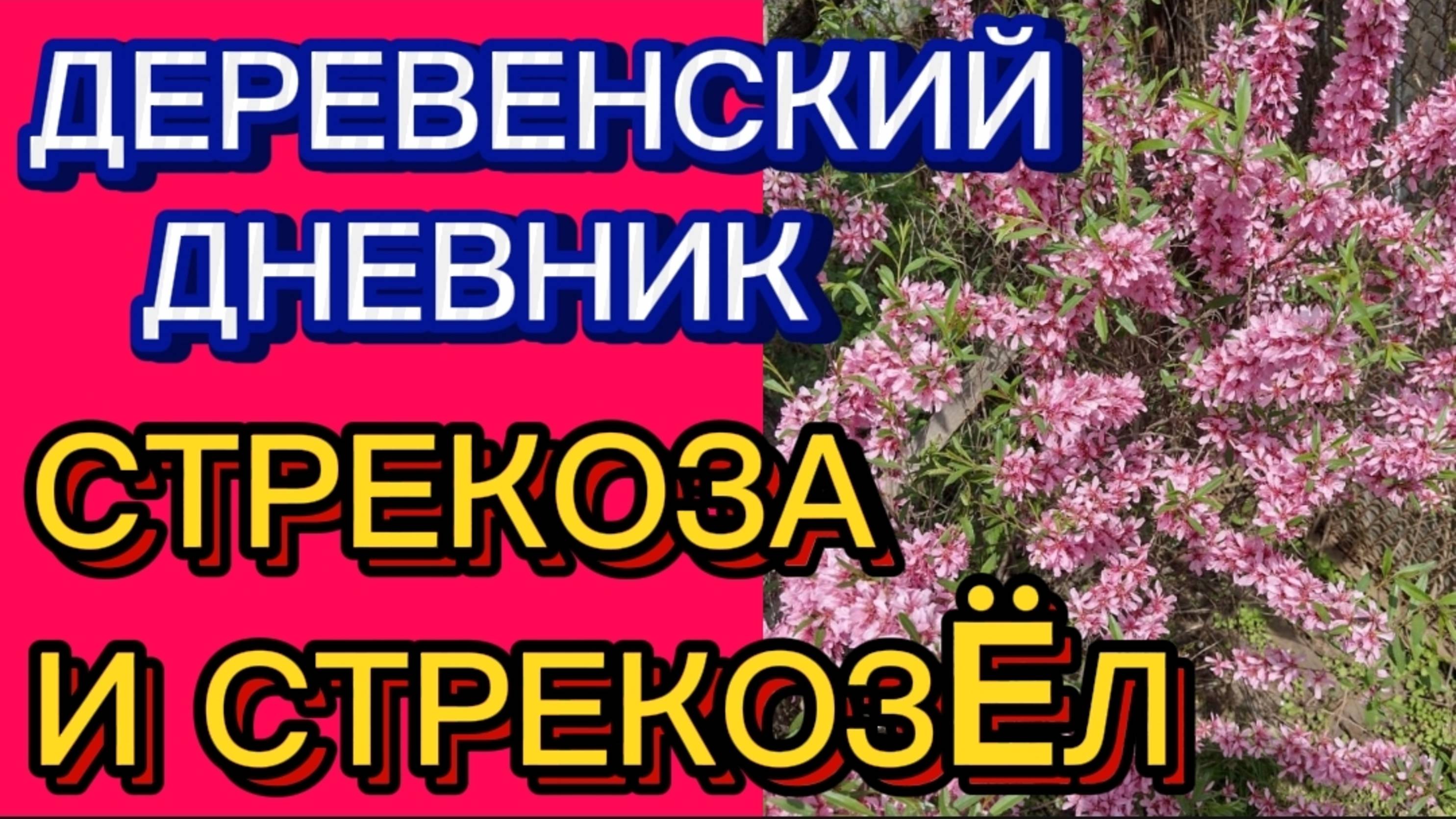 ДЕРЕВЕНСКИЙ ДНЕВНИК. " РАСТЕНИЕВОДЫ"