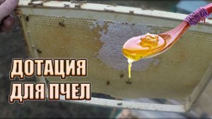 🍯 мёд кончился, Канди это плохо, если не свое, буду брать взаймы у пчёлок, заодно сокращаю семью