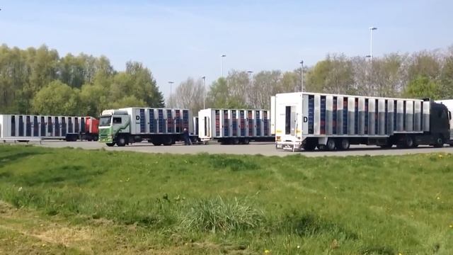 Животные, Которых Впервые Выпустили на Свободу смотреть онлайн