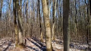 Март в лесу Ф.Мендельсон "На крыльях песни"