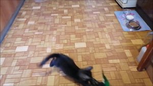 Котенок Дым-Дымыч играет