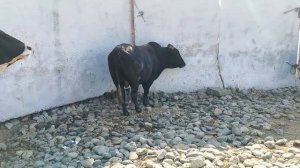 МОЛИ МАЙДА МОЛБОЗОРИ КАЛОН РЕГАР ТУРСУНЗОДА ТАДЖИКИСТАН USMON REGAR